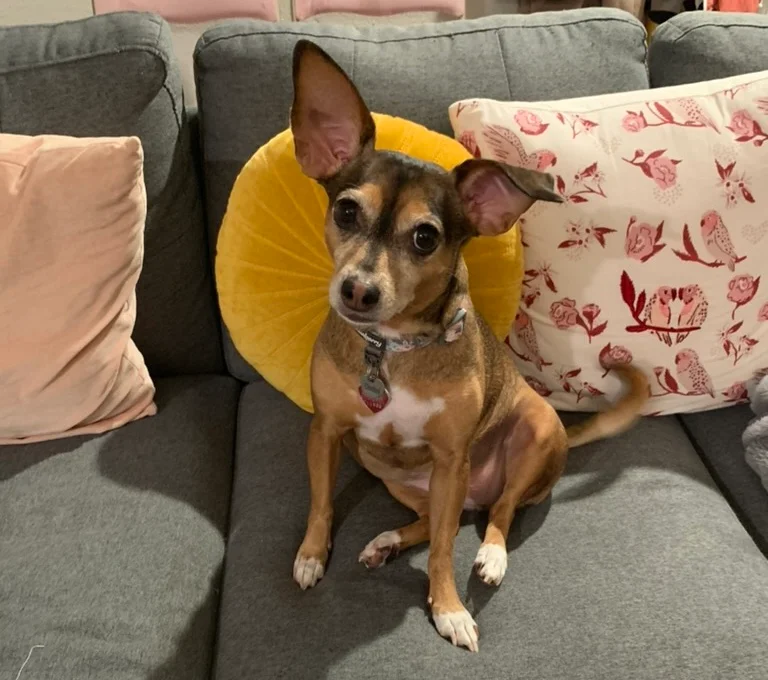 Chestnut, a small brown dog with white sock paws and a few white spots in her fur, sitting on a grey couch with her head slightly tilted to one side. She’s looking into the camera, and one of her big ears is sitting upright while the other is slightly flopped over. There are pink and yellow throw pillows behind her.