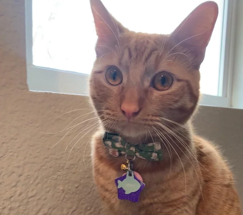 Jinkx, a small orange tabby cat wearing a light green collar with a bow tie sitting on a grey couch and looking past the camera.